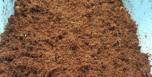 椰糠泡多久才能去盐,茶花用红泥土好还是用红沙土栽最好图1