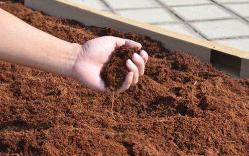 椰糠泡多久才能去盐,茶花用红泥土好还是用红沙土栽最好图2