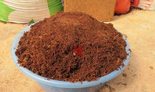 椰糠泡多久才能去盐,茶花用红泥土好还是用红沙土栽最好图3