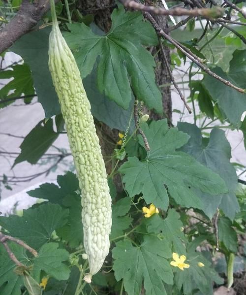 甘瓜苦蒂的下一句是什么?