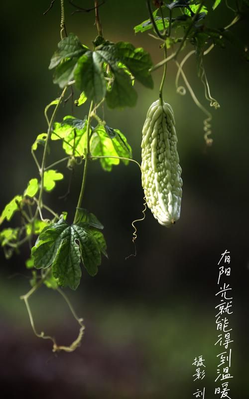 甘瓜苦蒂的下一句是什么