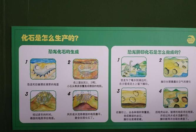 羽毛如何形成化石