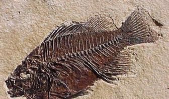 动物化石是怎么形成的