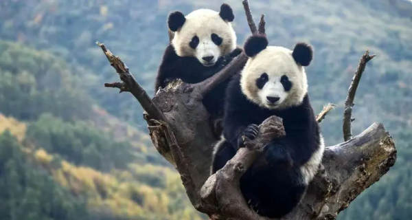 大熊猫生活在哪里,大熊猫住在哪里吃什么喝什么图3