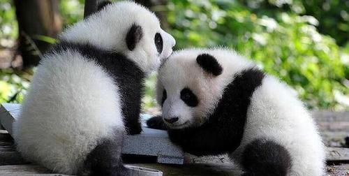 大熊猫生活在什么地方