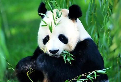大熊猫住在哪里吃什么喝什么
