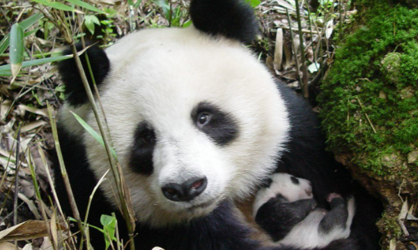 大熊猫生活在哪里,大熊猫住在哪里吃什么喝什么图2