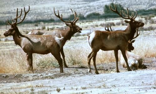 猫和猴子是兽类吗