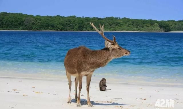 麋鹿是四不像还是驯鹿