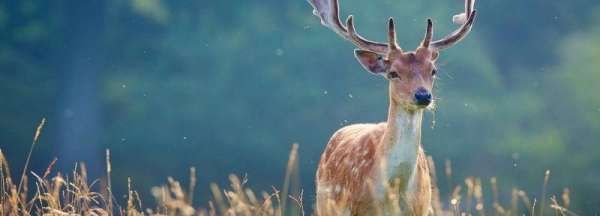 麋鹿和猴子是不是兽类,麋鹿是四不像还是驯鹿图2