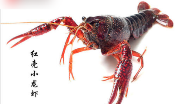 虾有多少品种,虾都有哪些品种图片图4