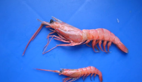 虾有多少品种,虾都有哪些品种图片图2