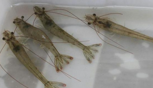 虾有多少品种,虾都有哪些品种图片图1