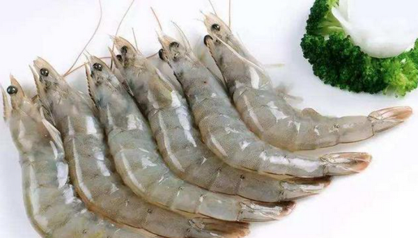 虾有多少品种,虾都有哪些品种图片图3