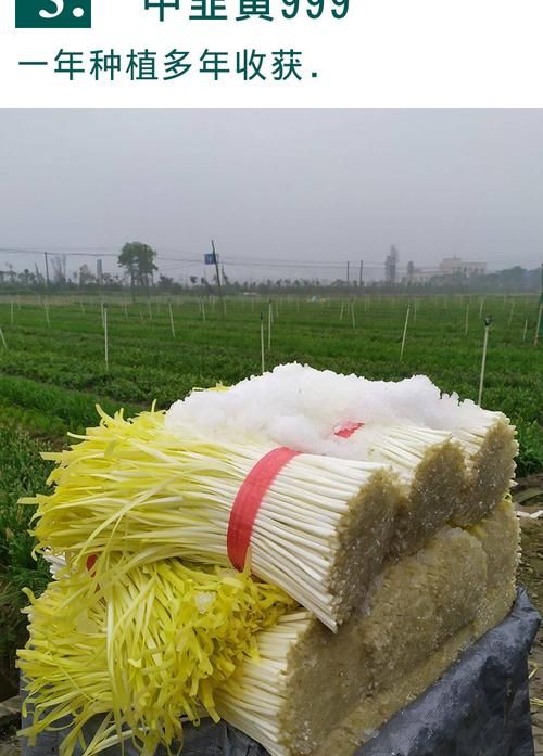 韭黄和蒜黄哪个贵一点