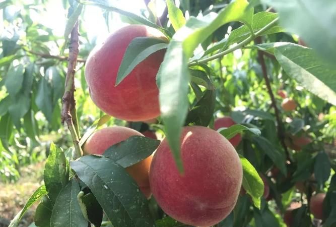 下过雨后的桃子不甜是咋啦