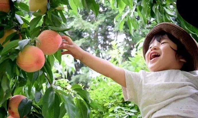 下过雨后桃子好吃吗?
