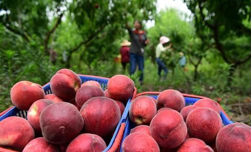 摘好的桃子淋雨水会不会烂