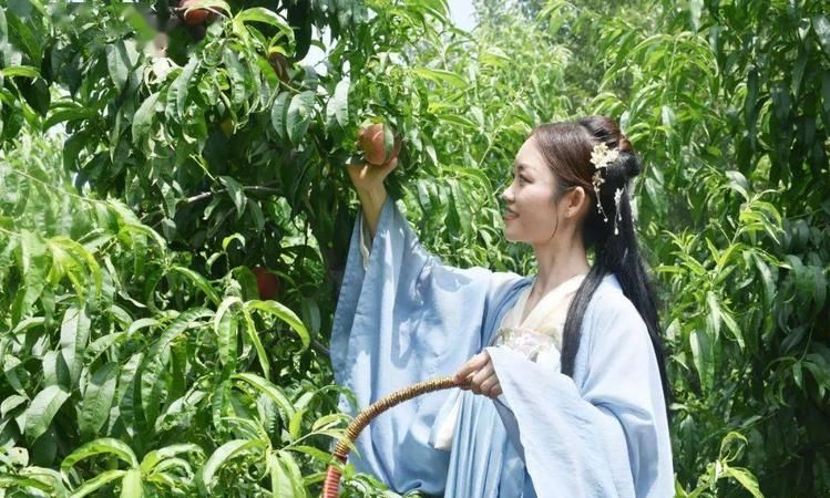 下雨桃子为什么会掉下来