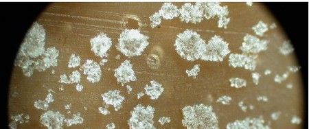 过期的面包上经常会出现一些霉斑这些霉斑是生物吗