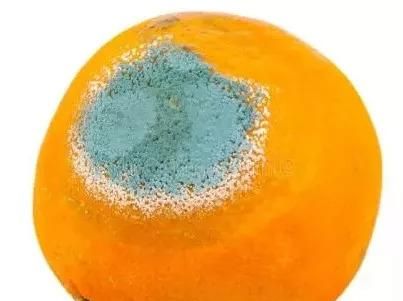 霉点是由什么组成的说明了什么