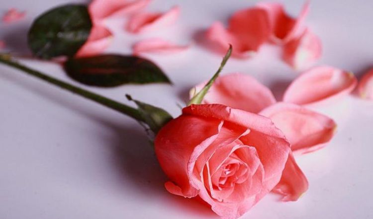 蓝色妖姬、红玫瑰、粉红色玫瑰的花语是什么