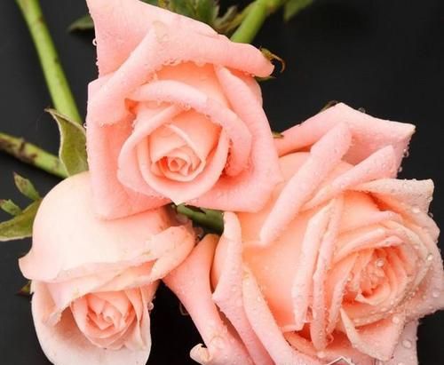 粉色玫瑰花和白色玫瑰花的花语分别是什么