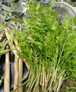 ​野生水芹菜能吃,野生的水芹菜能不能吃