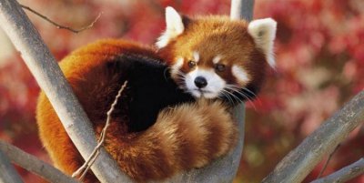 ​浣熊是几级保护动物，袋鼠和浣熊是不是国家保护动物？