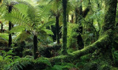 ​热带雨林的作用，巴西热带雨林的环境效应？