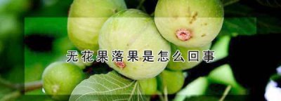 ​无花果掉果的原因怎样解决,无花果落果是怎么回事?