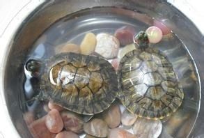 家养的巴西龟寿命多长