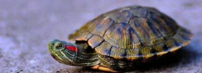 ​家养巴西龟的寿命,巴西龟的寿命是多久能长到多大呢