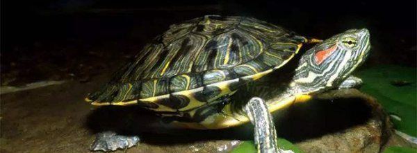 家养巴西龟的寿命,巴西龟的寿命是多久能长到多大呢图2