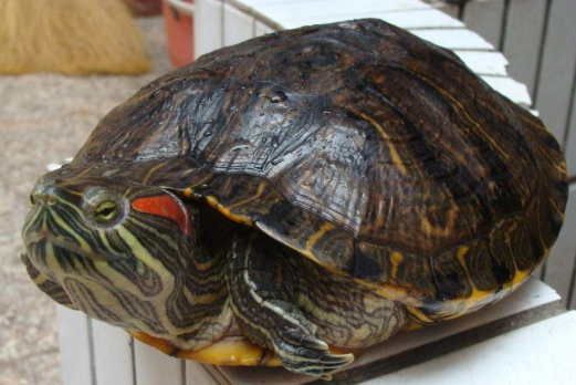 家养巴西龟的寿命,巴西龟的寿命是多久能长到多大呢图4