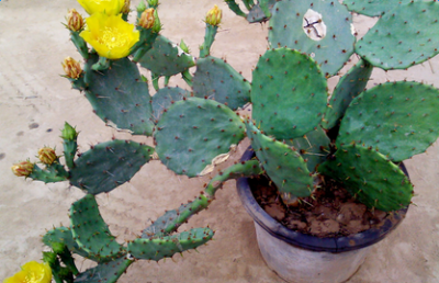 ​仙人球有什么作用什么特点,仙人球的特点是什么?