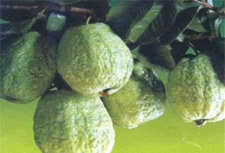 番石榴需要用盐水泡,番石榴要去皮吃吗图17