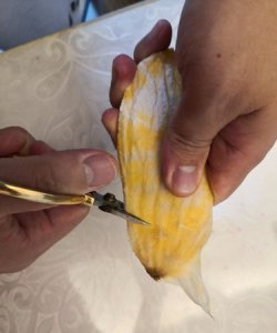 ​芒果核仁黑了还能吃吗,芒果核发黑是坏了