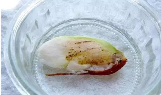 芒果核发黑是坏了吗