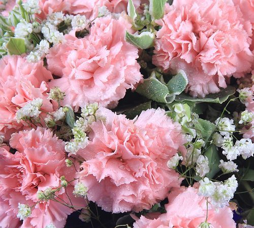 21朵粉色康乃馨，1朵百合花代表什么