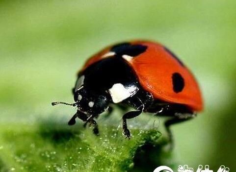 大家知道为何有的瓢虫是益虫还是害虫