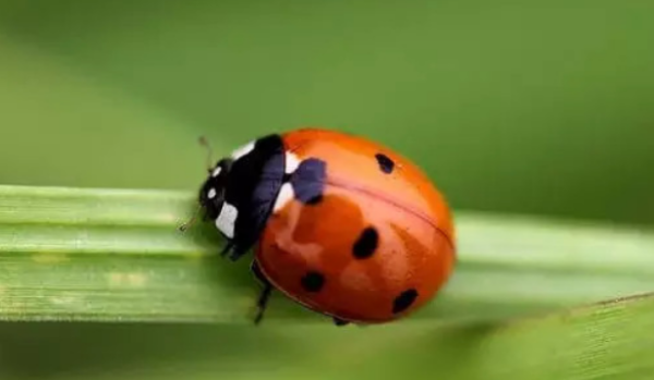 七星瓢虫为什么是益虫,七星瓢虫是害虫还是益虫啊图2