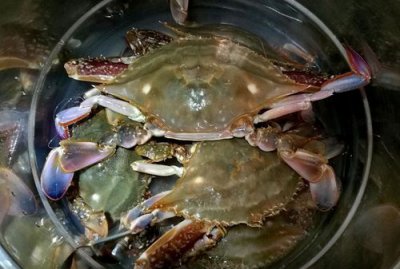 ​梭子蟹死了多久不能吃,梭子蟹死了12小时还能吃吗
