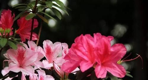 杜鹃花语，白杜鹃的花语是什么？图3