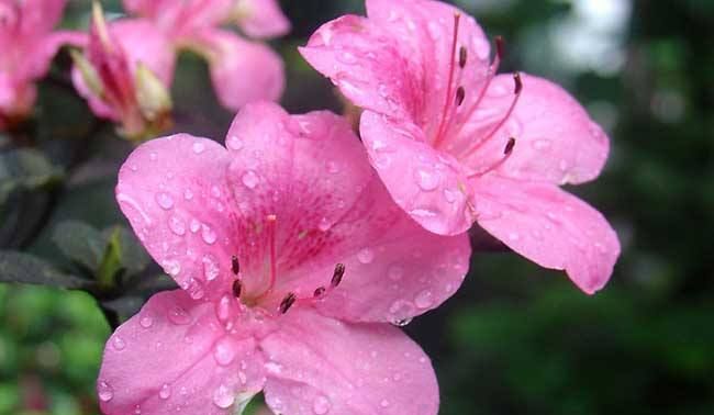 藏族杜鹃花花语