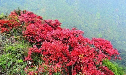 杜鹃花语，白杜鹃的花语是什么？图4