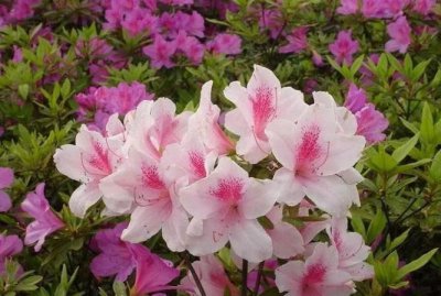 ​杜鹃花语，白杜鹃的花语是什么？