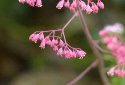 ​秋天的花有哪些，秋天的花朵有哪些？