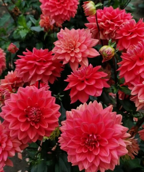 秋天盛开的花朵有哪些