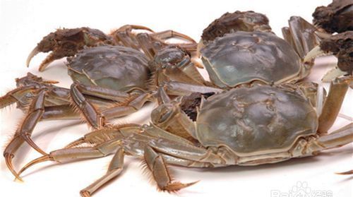 煮熟的螃蟹一次吃不完,怎么保存